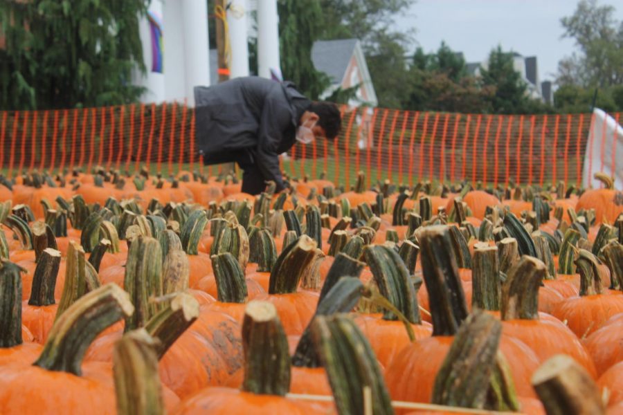 A plethora of pumpkins surrounding the worker as he picks one up for a customer.