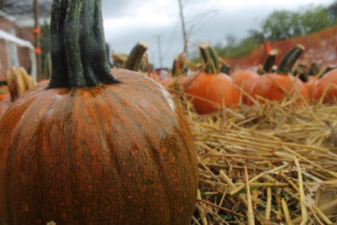 Hues and overlays of green also come as natural variations in pumpkin phenotypes.