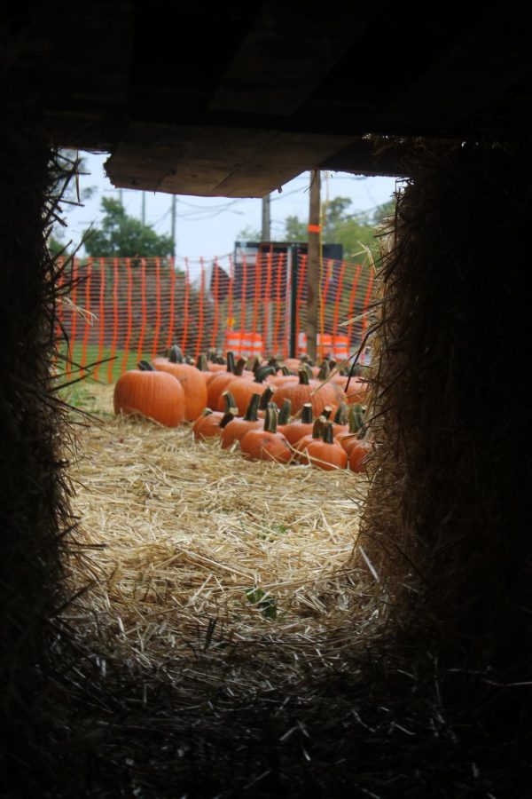 Looking at different sized pumpkins through a dark corridor of hay.