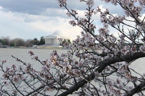 Full bloom cherry blossoms in focus, as the Jefferson Memorial sits in the back.