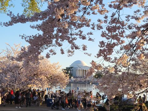 People from all walks of life come to visit the cherry blossoms in front of the Thomas Jefferson memorial.